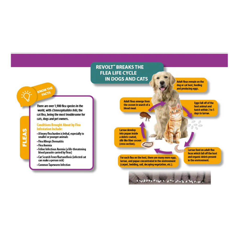 Rx Revolt (Selamectin) for Cats - Image 2