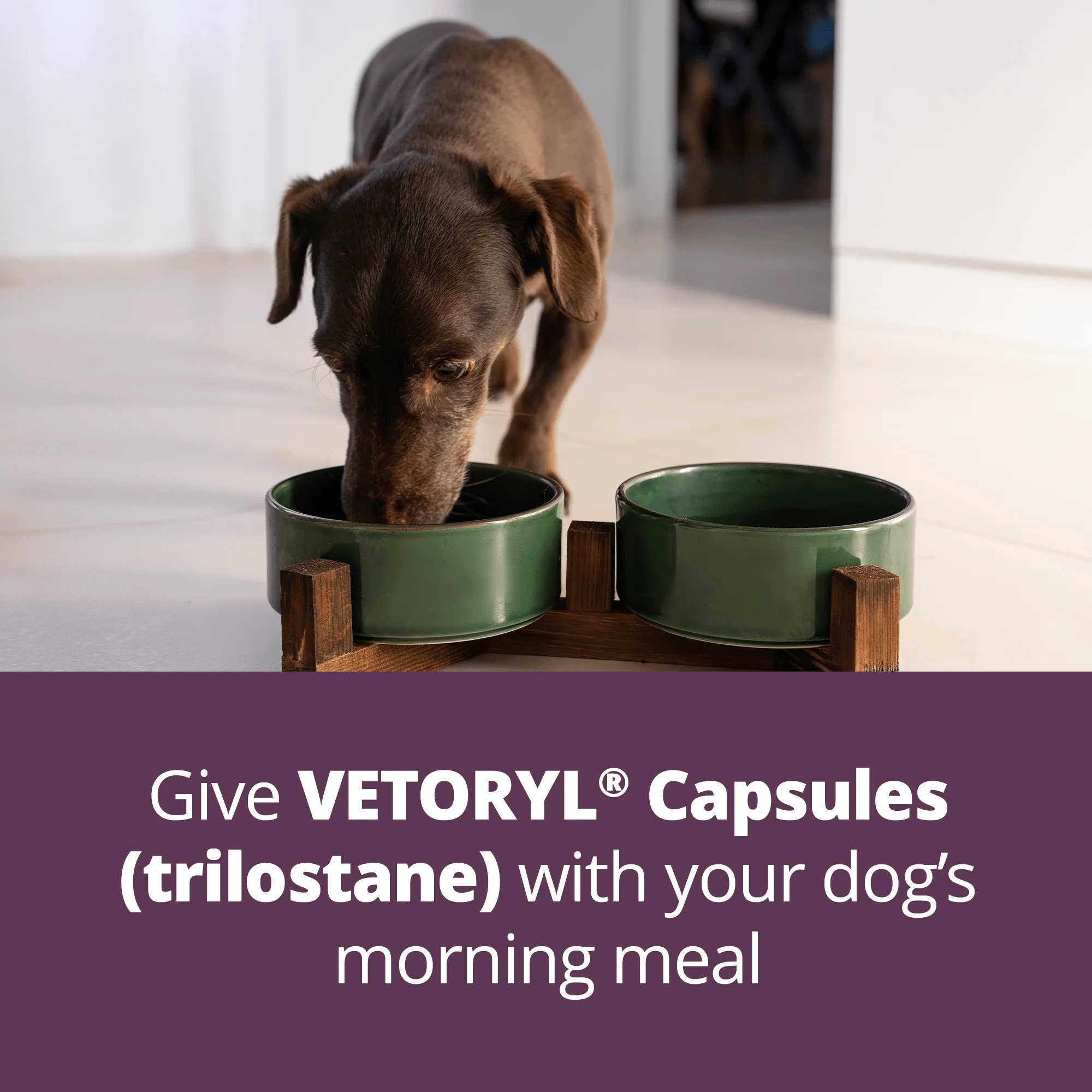 Rx Vetoryl (trilostane) Capsules for Dogs - Image 19