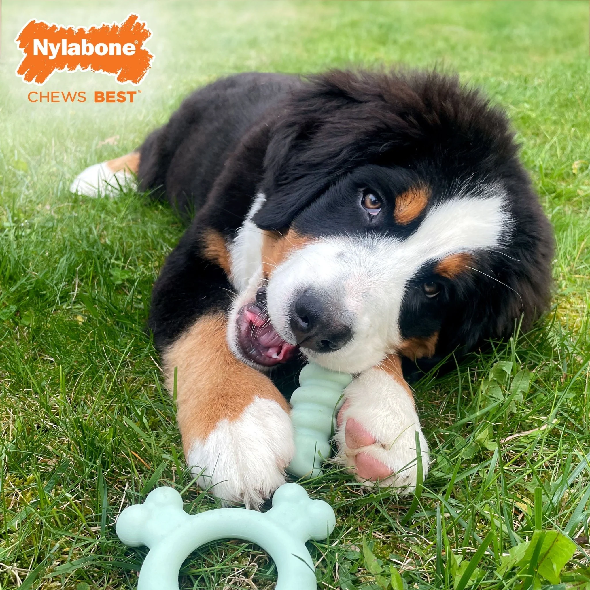 Sensory Material Puppy Teething Ring, Chicken, Small/Regular, Up to 25 Ibs - Image 8