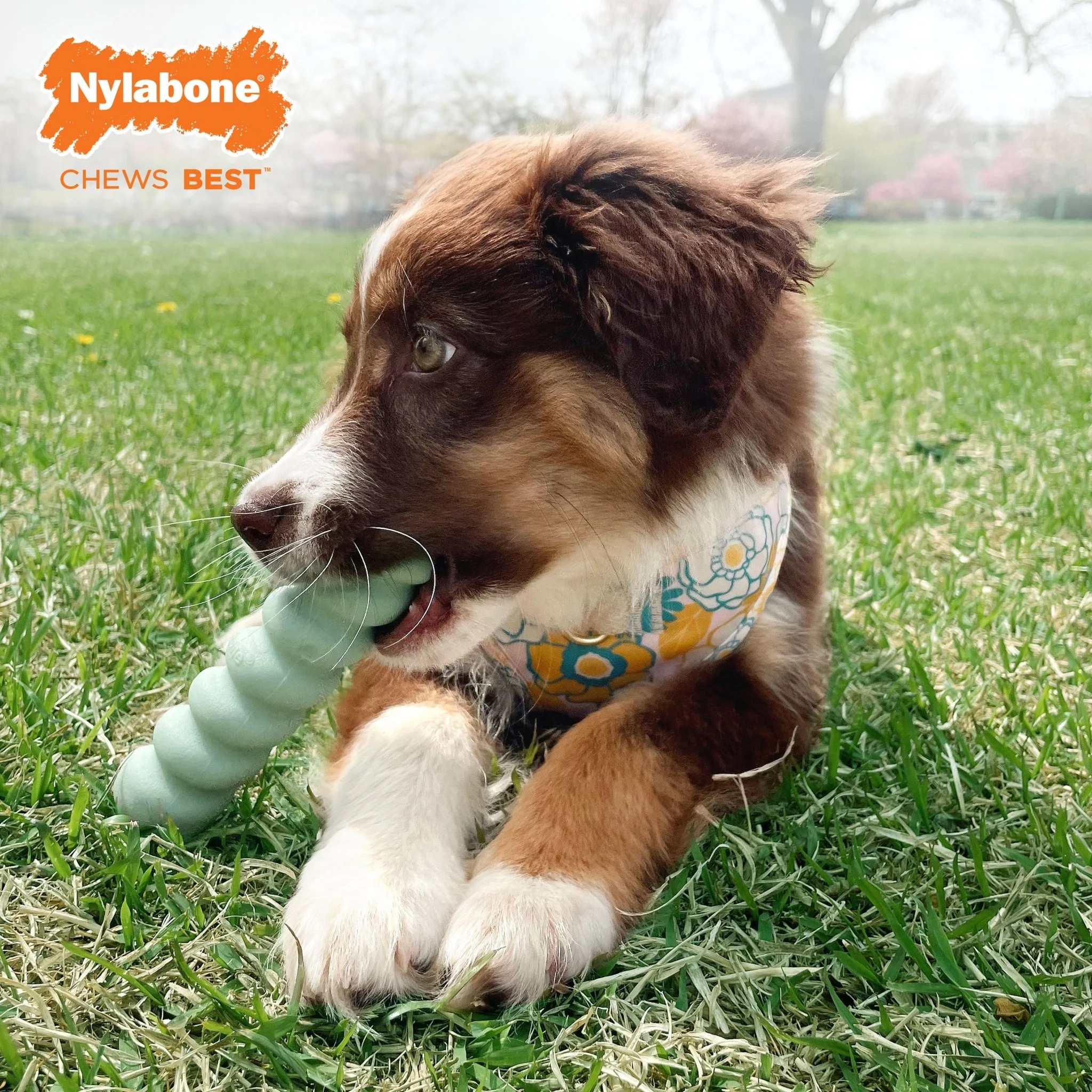 Sensory Material Puppy Teething Toy, Peanut Butter, Small/Regular, Up to 25 Ibs. - Image 8