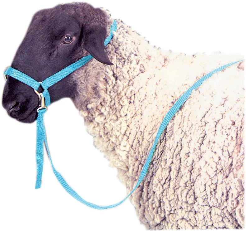 Jeffers Nylon Sheep Halter & Lead Set, 3/4" x 6' Lead