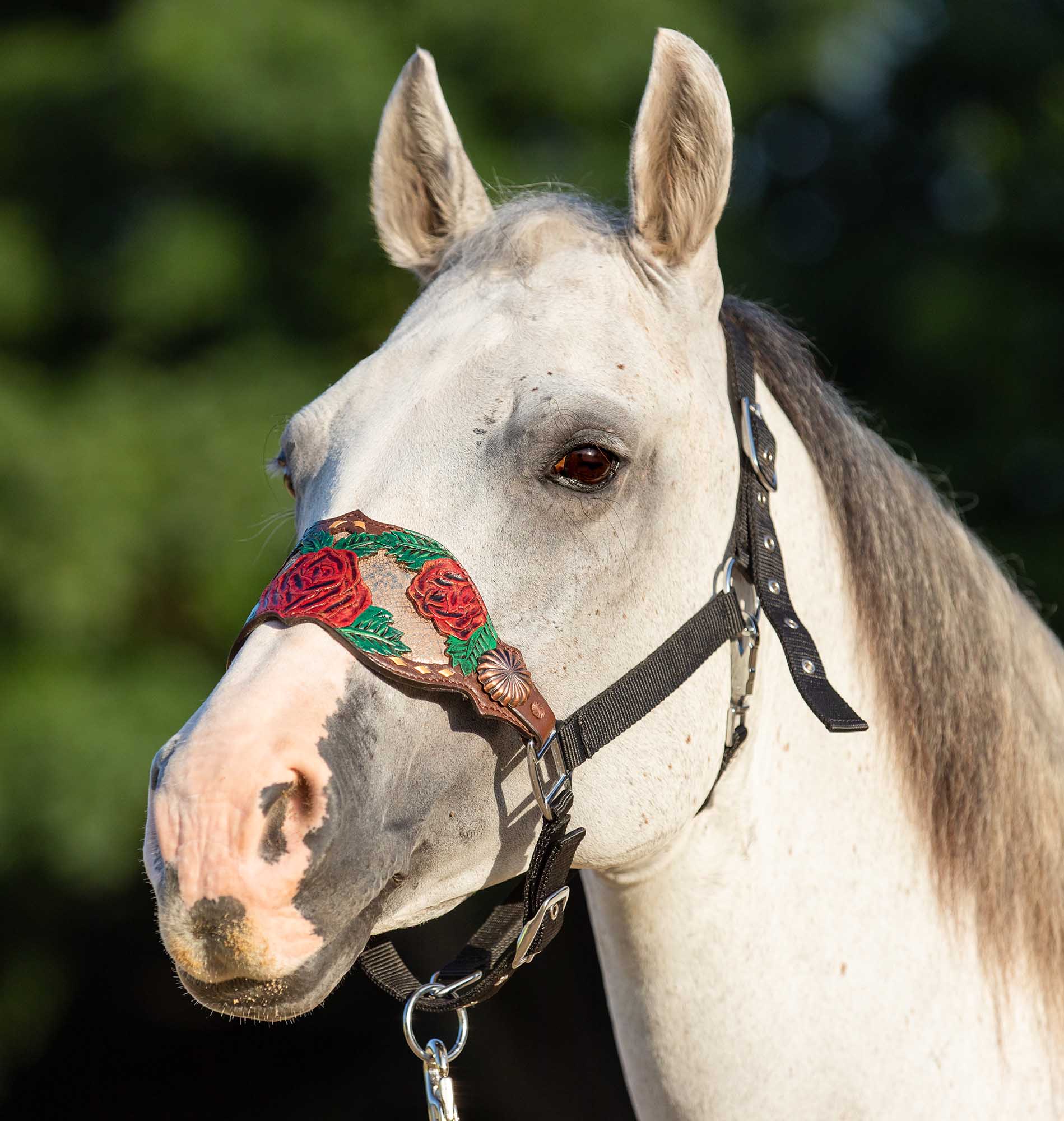 Showman Painted Rose Bronc Halter - Image 2