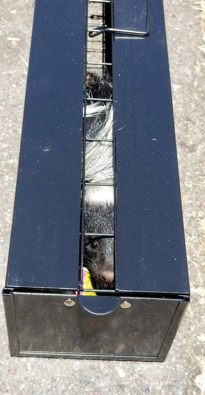 The Skunkinator Skunk Trap - Image 3