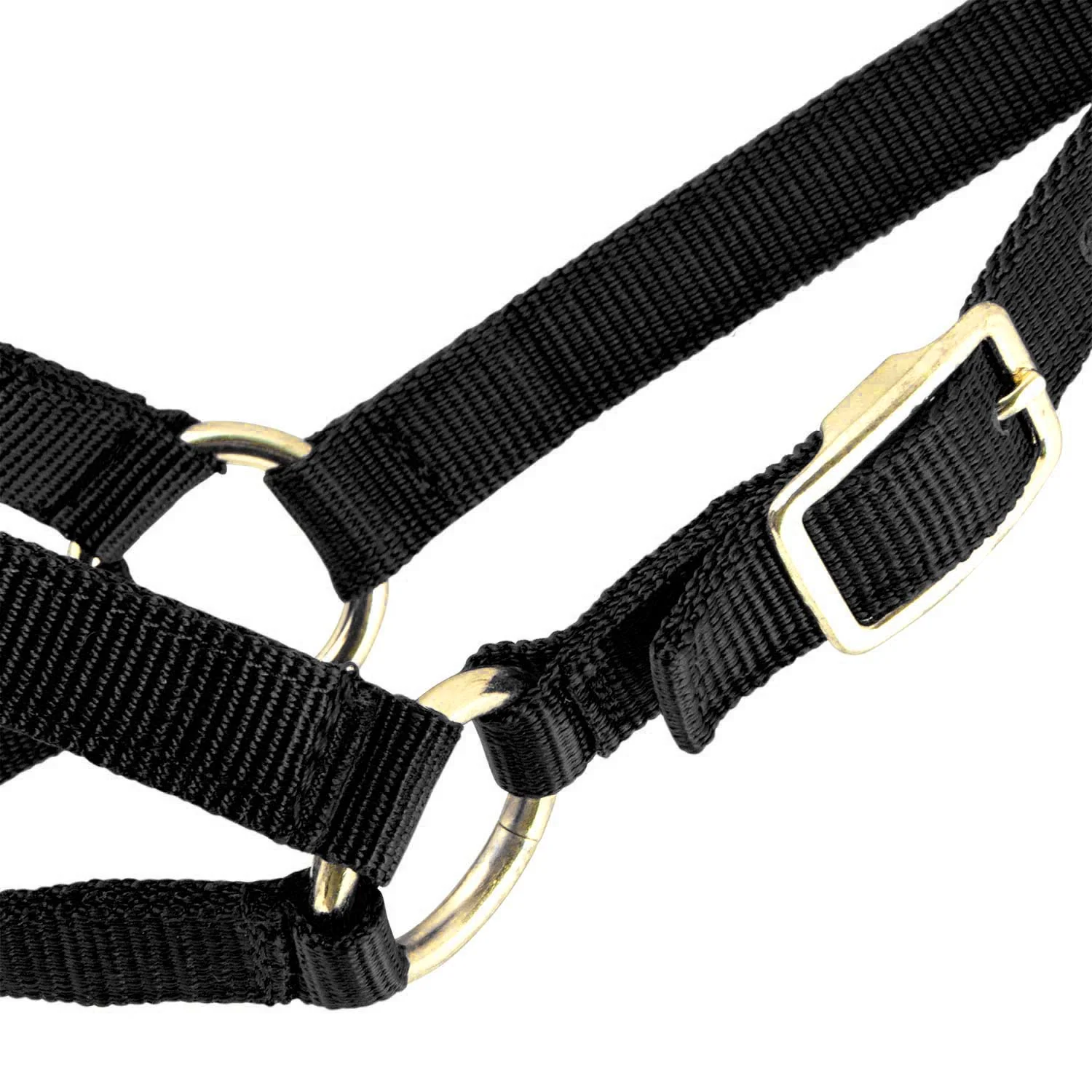 Jeffers Goat Halter - Image 13