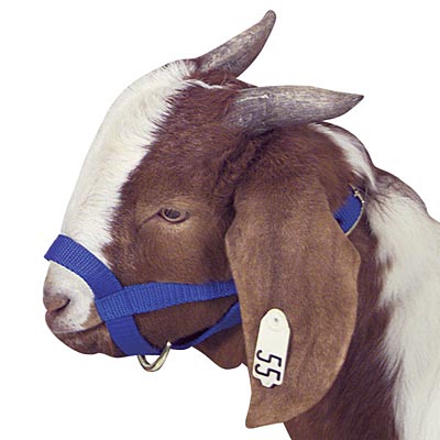 Jeffers Goat Halter - Image 8