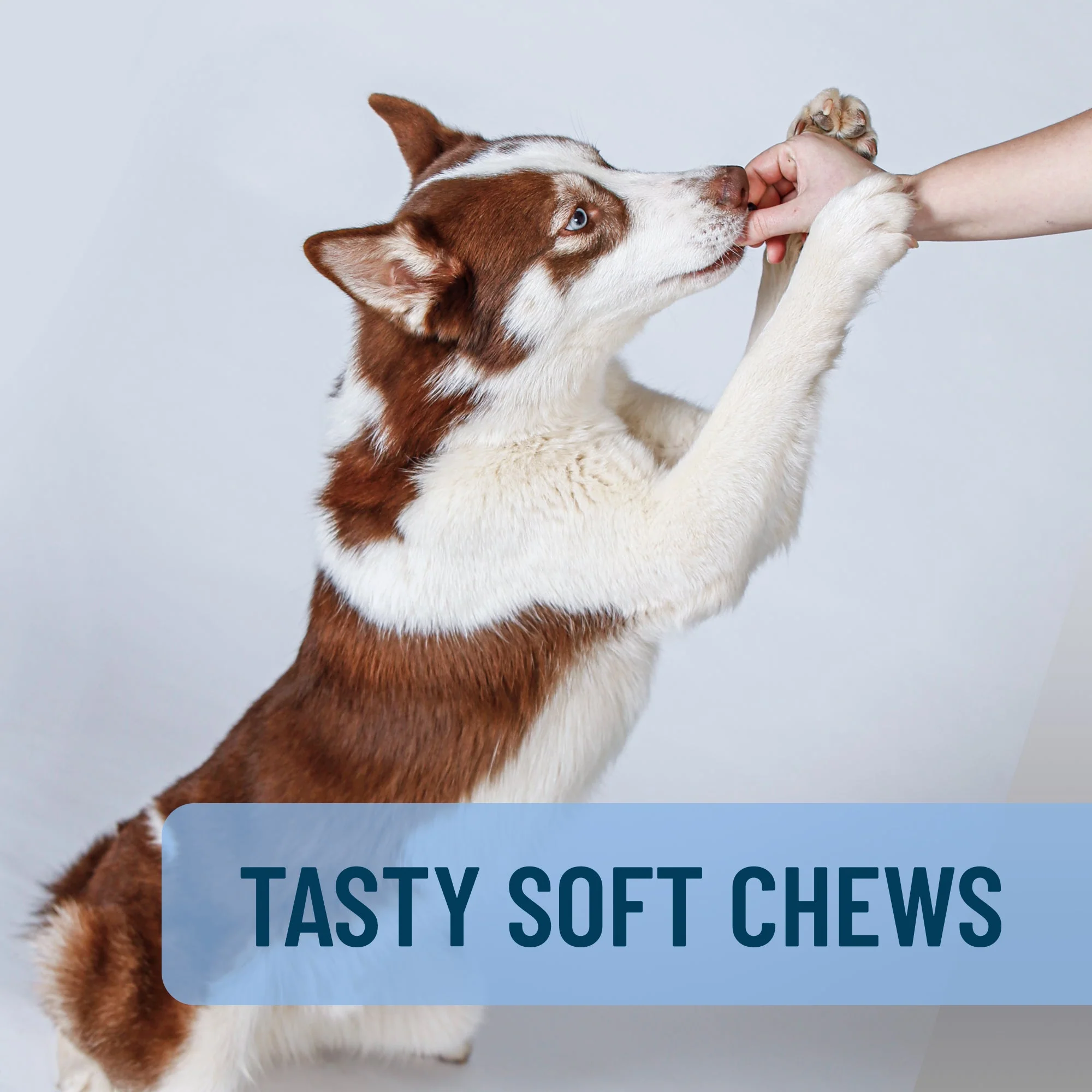 Nutramax Solliquin Soft Chews, 75 ct - Image 12