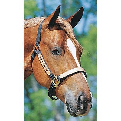 Personalized Nylon Halter, Standard (800-1100 lb) by Supreme Western - Image 2