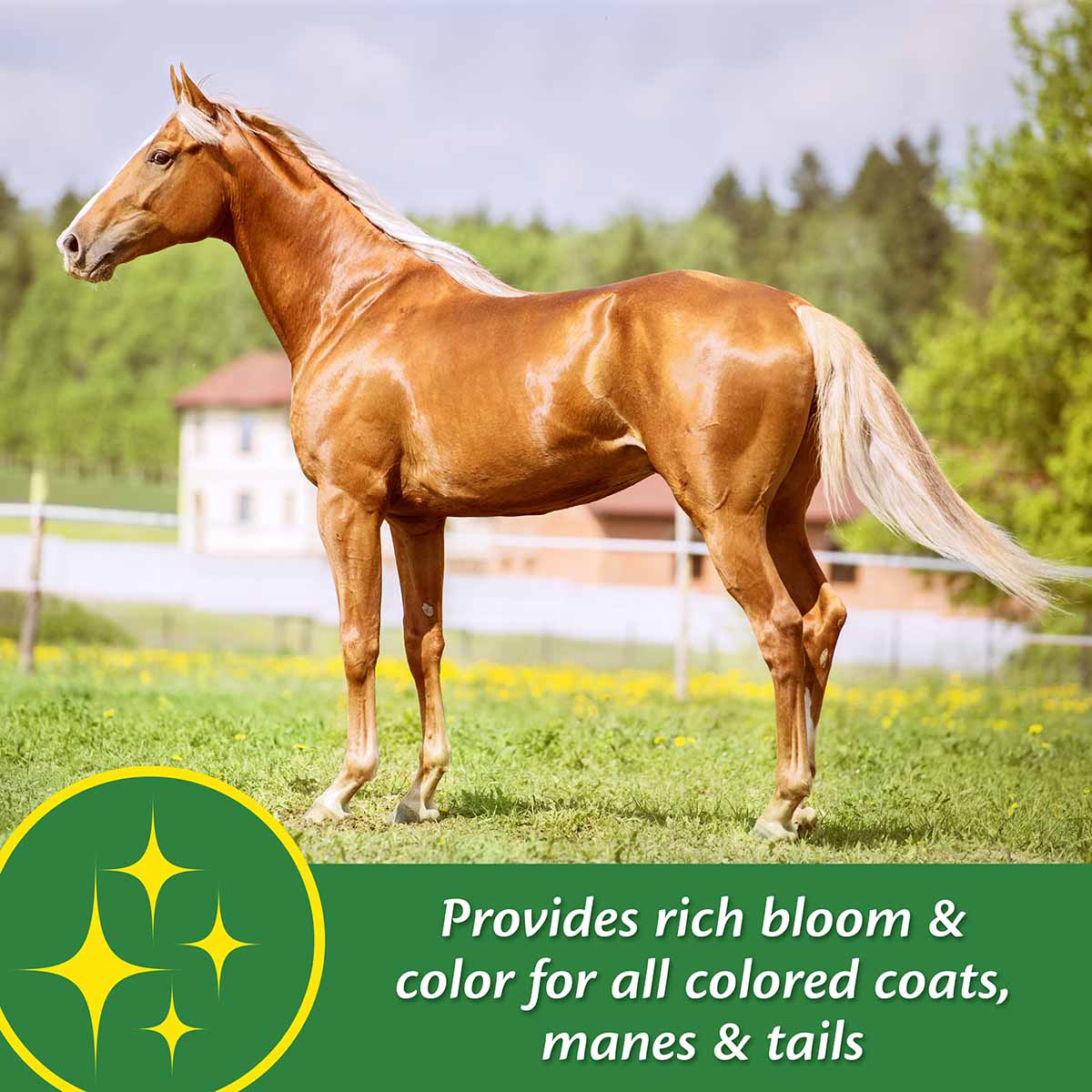Super 14 Healthy Skin & Coat Horse Supplement - Image 4
