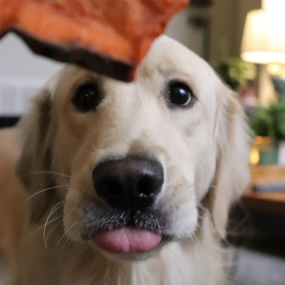 Sweet Potato Dog Chews – All Natural, Single Ingredient, Grain Free Treats for Dogs of All Sizes - Image 8
