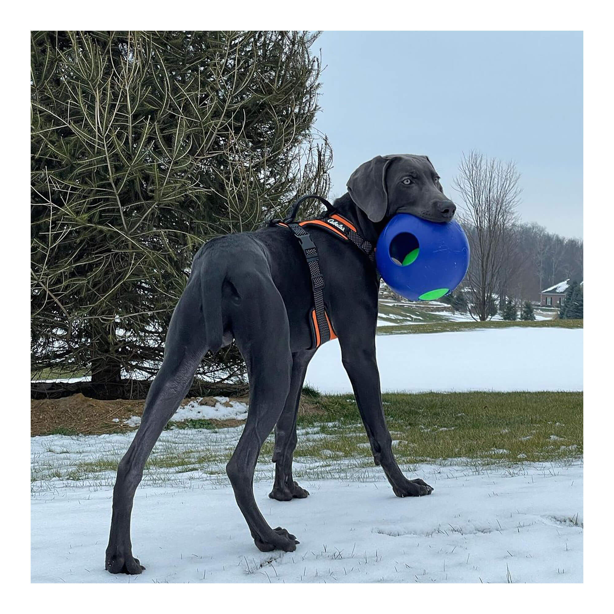 Jolly Teaser Ball Dog Toy – Interactive Ball-in-a-Ball, Floating, Durable Chase & Treat Toy - Image 4