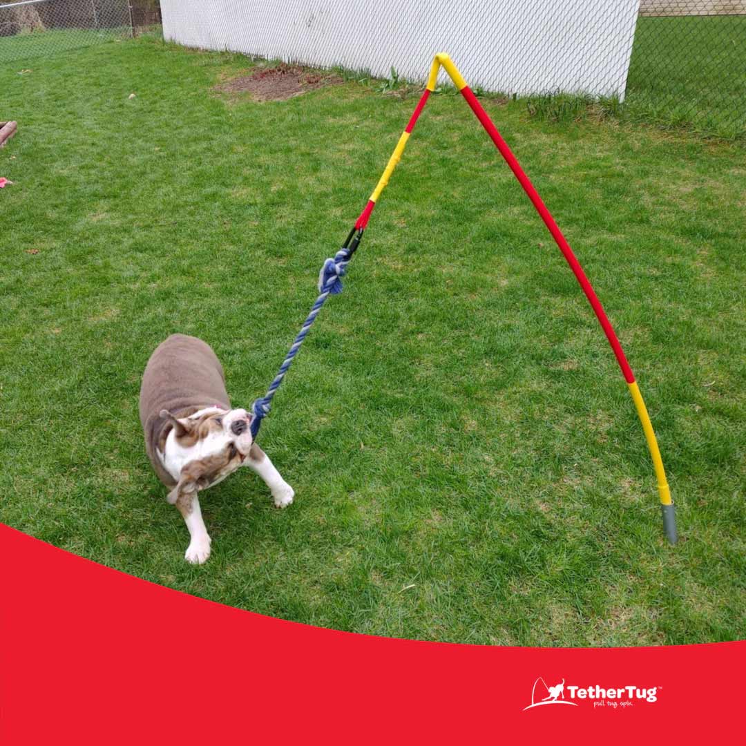 Tether Tug Dog Toy Kit with Base + Knotted Rope Toy - Image 4