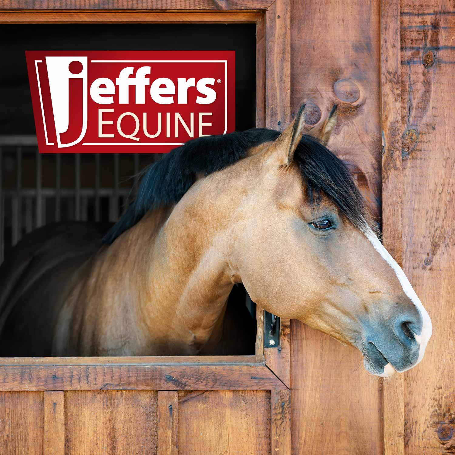 Jeffers Horse Dental Float (& Replacement Blades) - Image 11