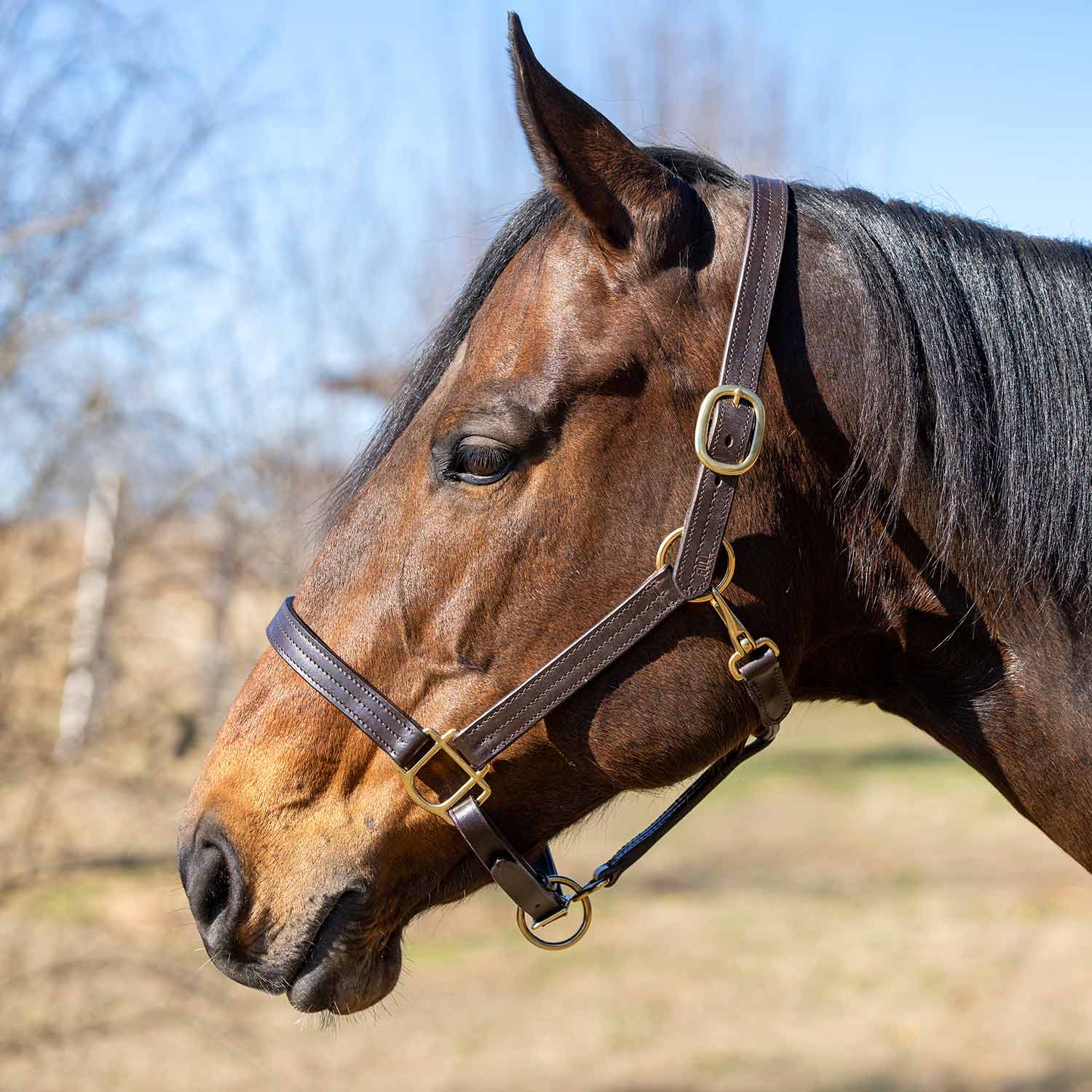 Jeffers Versailles Triple Stitched Adjustable Leather Halter for Horses, Havana - Image 2