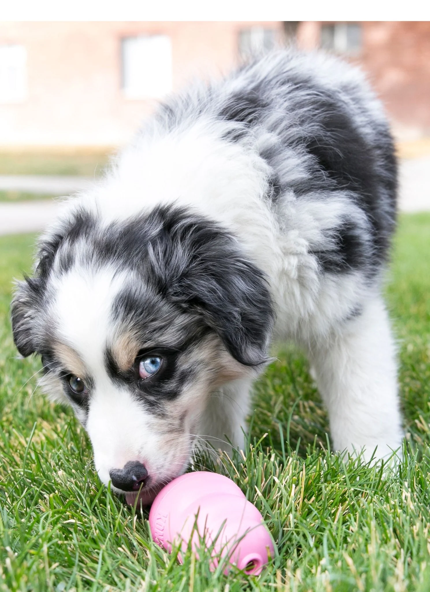 Puppy KONG Treat-Stuffing Chew Dog Toy - Image 6