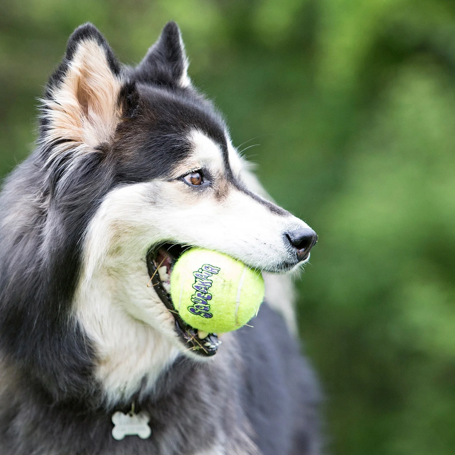 Air KONG Squeaker Tennis Balls for Dogs - Image 4