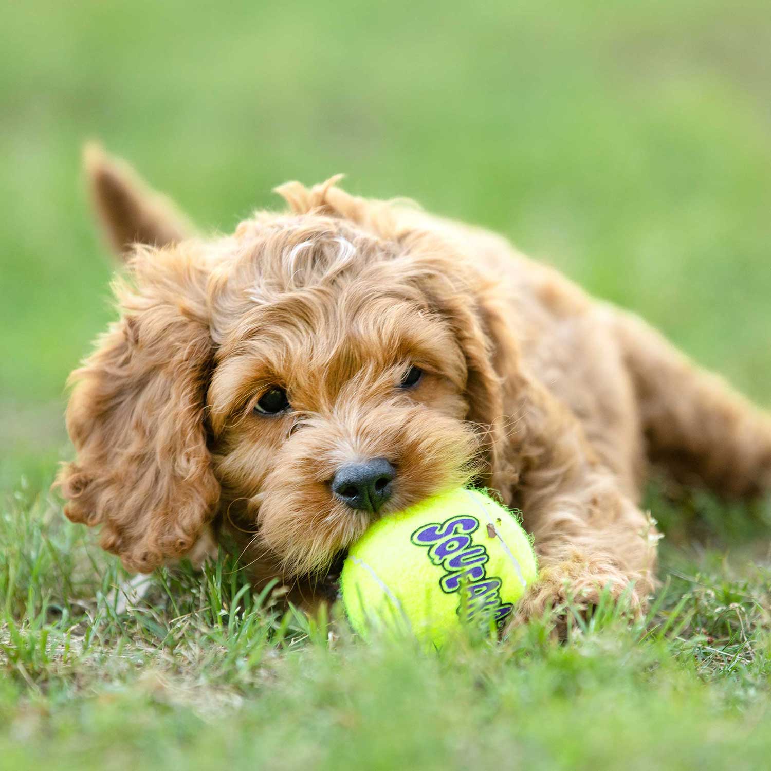 Air KONG Squeaker Tennis Balls for Dogs - Image 6