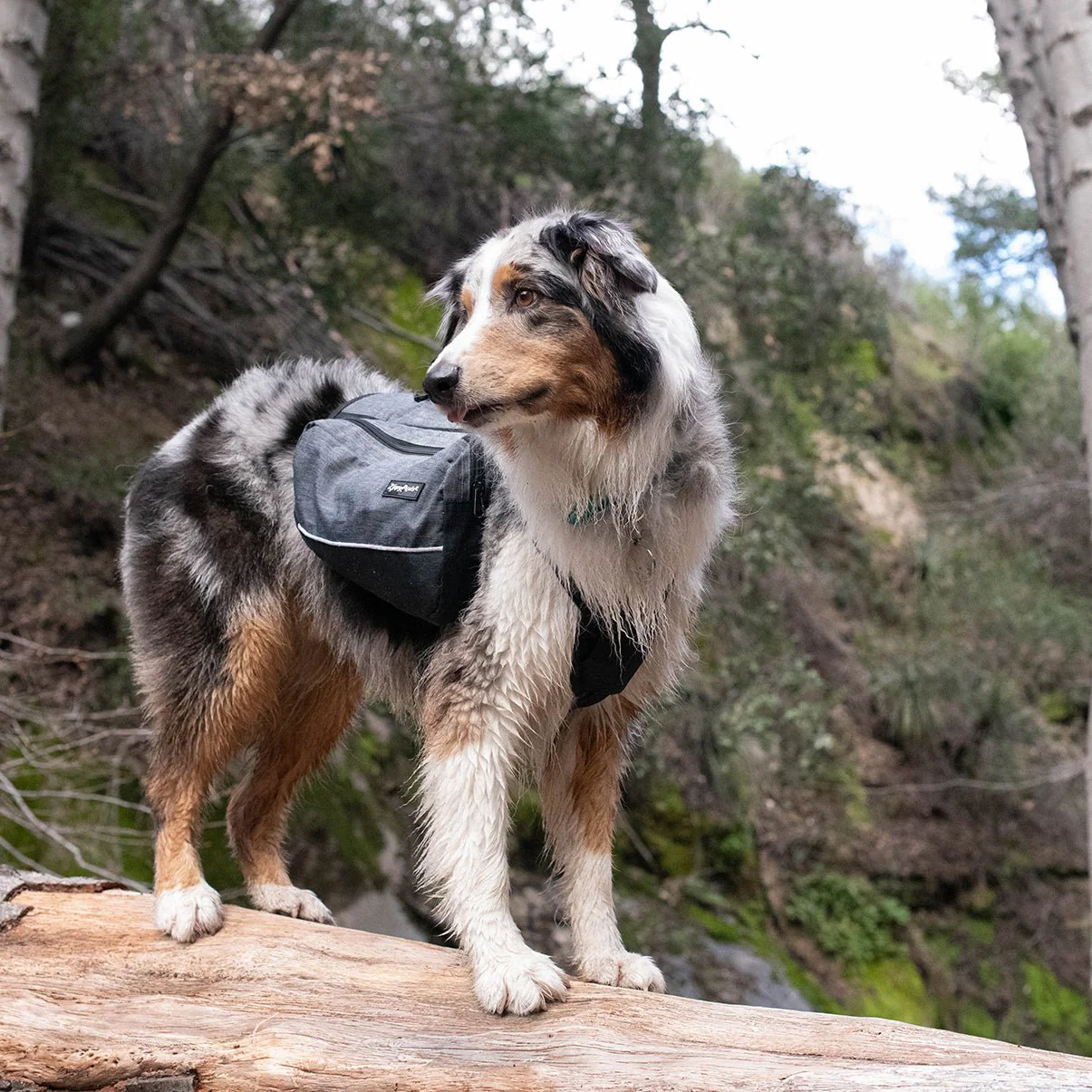 Zippy Paws Lightweight Adventure Backpack, Graphite - Image 8